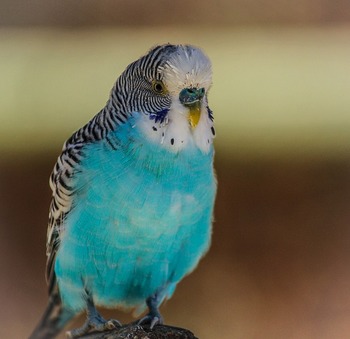 blue-parakeet-204698_640.jpg